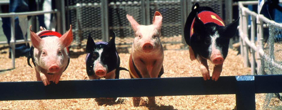 _banner_slideshow_pigs